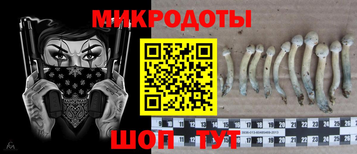 Псилоцибиновые грибы Cubensis Ачхой-Мартан